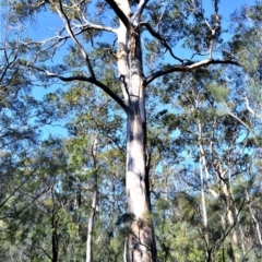 Eucalyptus punctata (Grey Gum) at Longreach, NSW - 21 Jul 2020 by plants