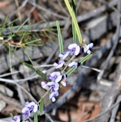 Hovea heterophylla (Common Hovea) at Longreach, NSW - 21 Jul 2020 by plants