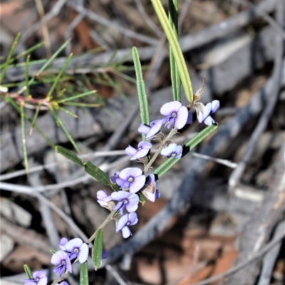 Hovea heterophylla (Common Hovea) at Longreach, NSW - 21 Jul 2020 by plants