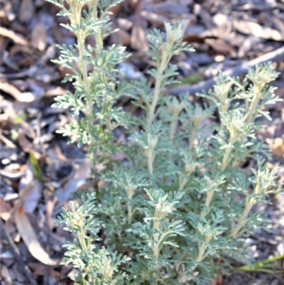 Actinotus helianthi (Flannel Flower) at Longreach, NSW - 21 Jul 2020 by plants