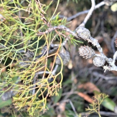 Petrophile pedunculata (Conesticks) at Longreach, NSW - 22 Jul 2020 by plants