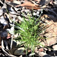 Laxmannia gracilis (Slender Wire Lily) at Longreach, NSW - 22 Jul 2020 by plants