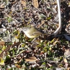 Acanthiza chrysorrhoa (Yellow-rumped Thornbill) at Lyneham Wetland - 22 Jul 2020 by trevorpreston