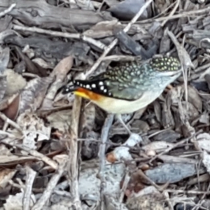 Pardalotus punctatus at Lyneham, ACT - 22 Jul 2020