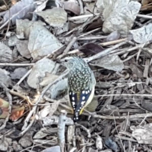 Pardalotus punctatus at Lyneham, ACT - 22 Jul 2020