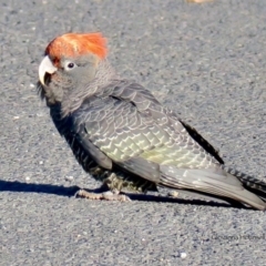 Callocephalon fimbriatum (Gang-gang Cockatoo) at Guerilla Bay, NSW - 21 Jul 2020 by Gee