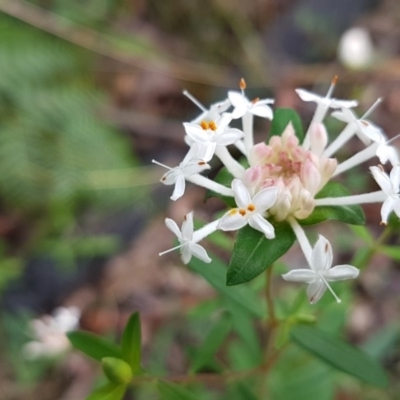 Pimelea linifolia subsp. linifolia (Queen of the Bush, Slender Rice-flower) at Ulladulla, NSW - 12 Jul 2020 by tpreston