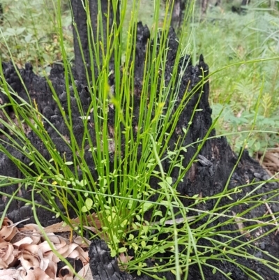 Amperea xiphoclada var. xiphoclada (Broom Spurge) at Ulladulla, NSW - 12 Jul 2020 by tpreston