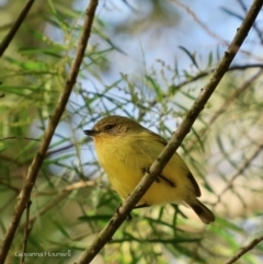 Acanthiza nana (Yellow Thornbill) at Guerilla Bay, NSW - 14 Jul 2020 by Gee