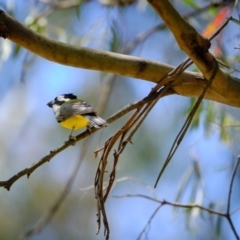 Falcunculus frontatus (Eastern Shrike-tit) at Paddys River, ACT - 17 Nov 2019 by JimboSlice56