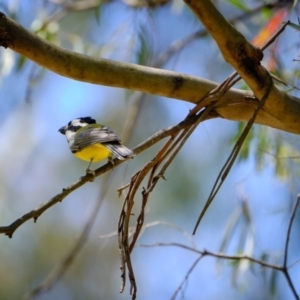 Falcunculus frontatus at Paddys River, ACT - 17 Nov 2019 11:14 AM