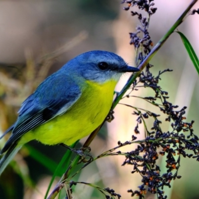 Eopsaltria australis (Eastern Yellow Robin) at Acton, ACT - 6 Jun 2020 by JimboSlice56