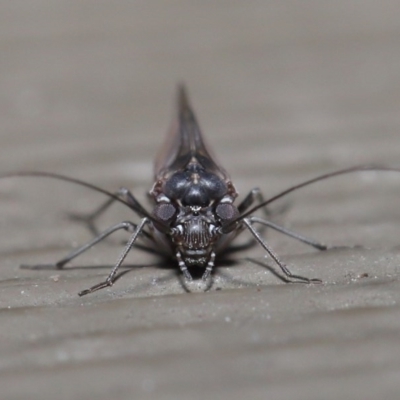 Psocodea 'Psocoptera' sp. (order) (Unidentified plant louse) at Hackett, ACT - 21 Jul 2020 by TimL