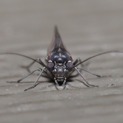 Psocodea 'Psocoptera' sp. (order) (Unidentified plant louse) at Hackett, ACT - 21 Jul 2020 by TimL