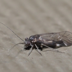 Psocodea 'Psocoptera' sp. (order) at Hackett, ACT - 21 Jul 2020 10:37 AM