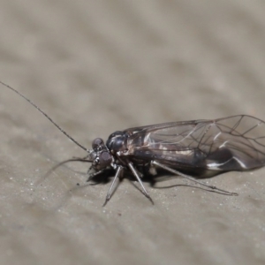 Psocodea 'Psocoptera' sp. (order) at Hackett, ACT - 21 Jul 2020 10:37 AM