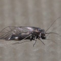 Psocodea 'Psocoptera' sp. (order) at Hackett, ACT - 21 Jul 2020 10:37 AM