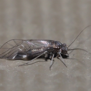 Psocodea 'Psocoptera' sp. (order) at Hackett, ACT - 21 Jul 2020 10:37 AM