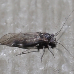 Psocodea 'Psocoptera' sp. (order) at Hackett, ACT - 21 Jul 2020 10:37 AM