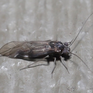 Psocodea 'Psocoptera' sp. (order) at Hackett, ACT - 21 Jul 2020 10:37 AM