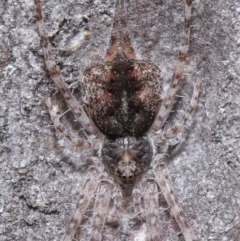 Tamopsis sp. (genus) (Two-tailed spider) at Acton, ACT - 21 Jul 2020 by TimL