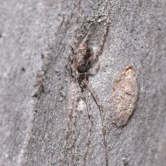 Tamopsis sp. (genus) at Acton, ACT - 21 Jul 2020 11:51 AM