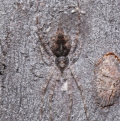 Tamopsis sp. (genus) at Acton, ACT - 21 Jul 2020 11:51 AM