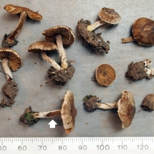 Inocybe 'serrata complex' at Cook, ACT - 29 Jun 2020 12:00 AM