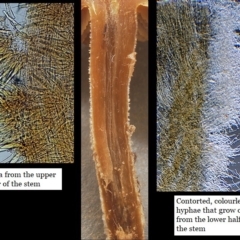 Inocybe 'serrata complex' at Cook, ACT - 29 Jun 2020 12:00 AM