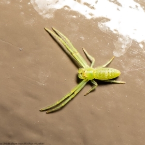 Cetratus rubropunctatus at Acton, ACT - 22 Jul 2020