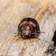 Trachymela sp. (genus) at Stromlo, ACT - 21 Jul 2020 11:19 AM