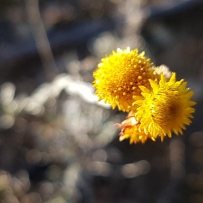 Chrysocephalum apiculatum (Common Everlasting) at Franklin, ACT - 22 Jul 2020 by tpreston