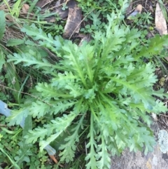 Brachyscome diversifolia var. diversifolia (Large-headed Daisy) at Majura, ACT - 22 Jul 2020 by WalterEgo