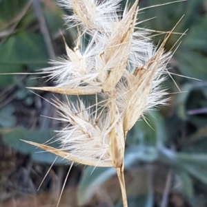 Rytidosperma sp. at Franklin, ACT - 22 Jul 2020