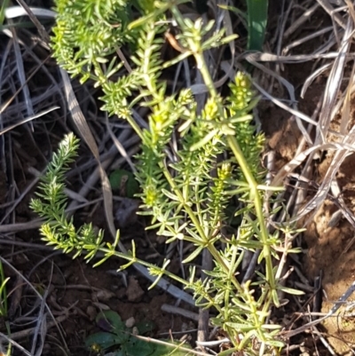 Asperula conferta (Common Woodruff) at Budjan Galindji (Franklin Grassland) Reserve - 22 Jul 2020 by tpreston