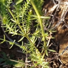 Asperula conferta at Franklin, ACT - 22 Jul 2020