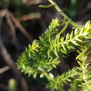 Asperula conferta at Franklin, ACT - 22 Jul 2020