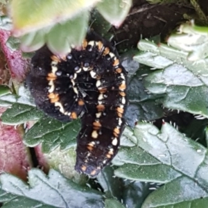 Apina callisto at Franklin, ACT - 22 Jul 2020 03:57 PM