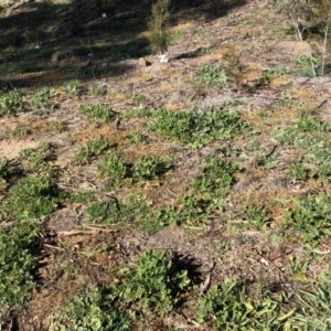 Erodium crinitum at Hughes, ACT - 21 Aug 2020 12:39 PM