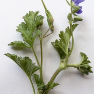 Erodium crinitum at Hughes, ACT - 21 Aug 2020 12:39 PM