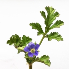 Erodium crinitum at Hughes, ACT - 21 Aug 2020 12:39 PM