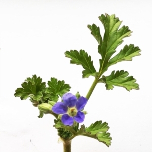 Erodium crinitum at Hughes, ACT - 21 Aug 2020 12:39 PM