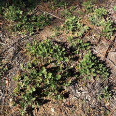 Erodium crinitum at Hughes, ACT - 21 Aug 2020 12:39 PM