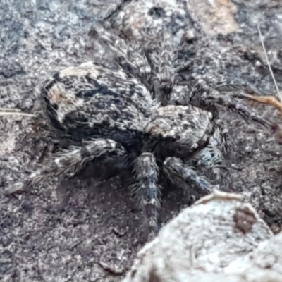 Servaea incana (Hoary Servaea) at Dunlop Grasslands - 22 Jul 2020 by tpreston