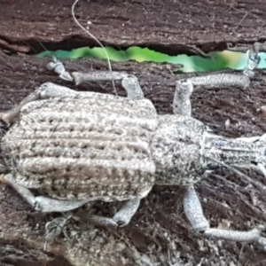 Leptopius robustus at Fraser, ACT - 22 Jul 2020