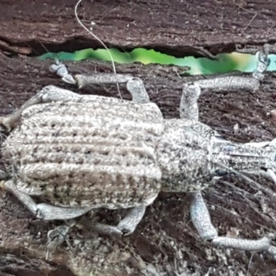 Leptopius robustus (Fruit tree root weevil) at Dunlop Grasslands - 22 Jul 2020 by tpreston