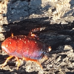 Blattodea (order) (Unidentified cockroach) at Dunlop Grasslands - 22 Jul 2020 by tpreston