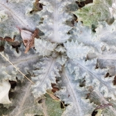 Onopordum acanthium (Scotch Thistle) at Dunlop Grasslands - 22 Jul 2020 by tpreston