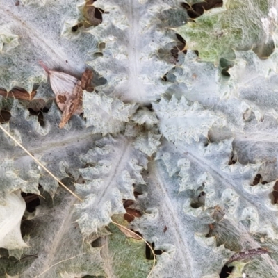 Onopordum acanthium (Scotch Thistle) at Fraser, ACT - 22 Jul 2020 by tpreston