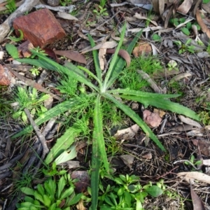 Senecio prenanthoides at Bruce, ACT - 18 Jul 2020